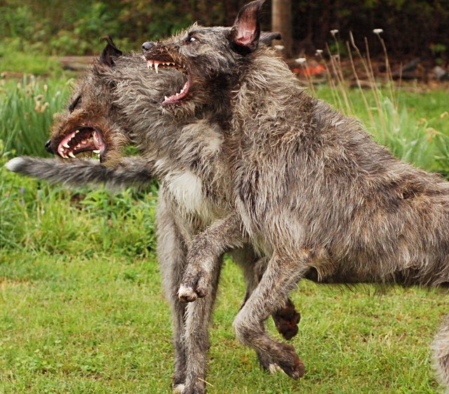 irish wolfhound cost
