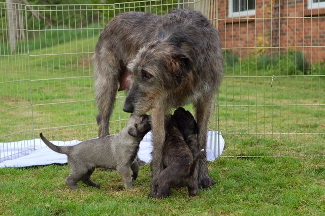 Arahu Irish Wolfhound feeding her puppies.