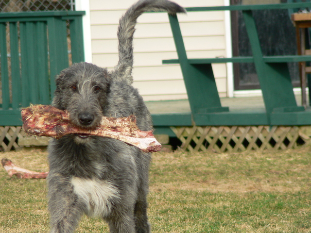 Artemis with a Bison bone
